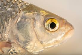 Image result for Rutilus rutilus