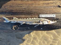 Image result for Acipenser medirostris