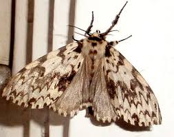 Attēlu rezultāti vaicājumam “Lymantria monacha”