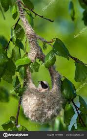 Attēlu rezultāti vaicājumam “Remiz pendulinus nest”