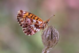 Attēlu rezultāti vaicājumam “Boloria dia upperside”