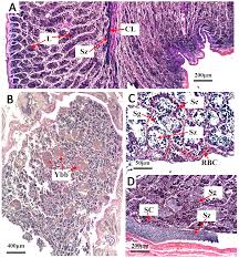 Image result for Scarus trispinosus