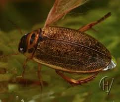 Attēlu rezultāti vaicājumam “Rhantus frontalis”