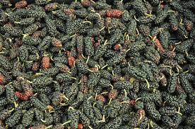 Attēlu rezultāti vaicājumam “Juncus gerardii fruit”