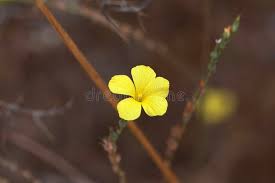 Attēlu rezultāti vaicājumam “Linum catharticum fruit”