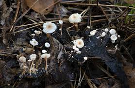 Attēlu rezultāti vaicājumam “Collybia tuberosa”