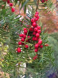 Attēlu rezultāti vaicājumam “Taxus baccata fruit”