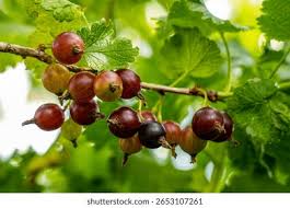 Attēlu rezultāti vaicājumam “Ribes uva-crispa leaf”