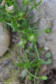 Attēlu rezultāti vaicājumam “Sagina procumbens fruit”