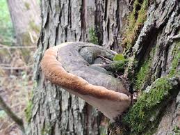 Attēlu rezultāti vaicājumam “Phellinus igniarius”