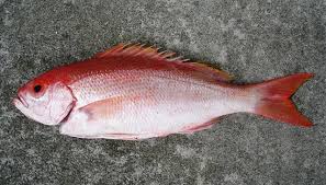 Image result for Rhomboplites aurorubens