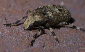 Attēlu rezultāti vaicājumam “Anthribidae”