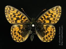 Attēlu rezultāti vaicājumam “Boloria dia upperside”