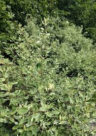 Attēlu rezultāti vaicājumam “Cornus alba”