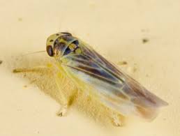 Attēlu rezultāti vaicājumam “Macrosteles sp. imago”