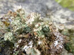 Attēlu rezultāti vaicājumam “Cladonia pyxidata”