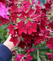 Image result for Nicotiana x sanderae