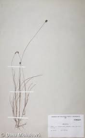 Attēlu rezultāti vaicājumam “Carex dioica”