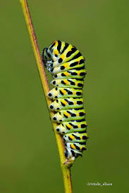 Attēlu rezultāti vaicājumam “Gynaephora selenitica”