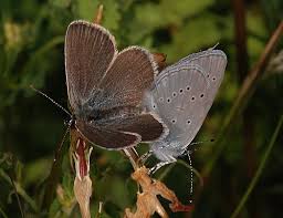 Attēlu rezultāti vaicājumam “Cupido minimus underside”