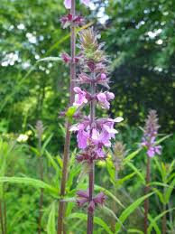 Attēlu rezultāti vaicājumam “Stachys palustris flower”
