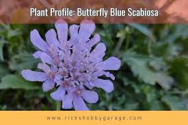Image result for Scabiosa col.`Butterfly Blue`