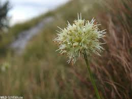 Attēlu rezultāti vaicājumam “Cratarellus cornucopioides”
