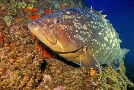 Image result for Epinephelus marginatus