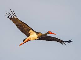 Attēlu rezultāti vaicājumam “Ciconia nigra adult”