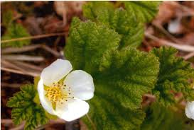 Attēlu rezultāti vaicājumam “Rubus chamaemorus flower”