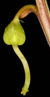 Attēlu rezultāti vaicājumam “Pyrola chlorantha”