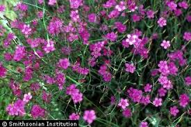 Attēlu rezultāti vaicājumam “Dianthus deltoides”