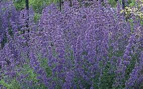 Attēlu rezultāti vaicājumam “Nepeta x faassenii”