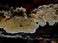 Attēlu rezultāti vaicājumam “Junghuhnia collabens”