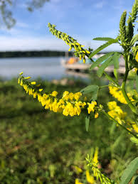 Attēlu rezultāti vaicājumam “Melilotus wolgicus flower”