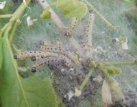 Attēlu rezultāti vaicājumam “Yponomeuta malinellus / cagnagella”