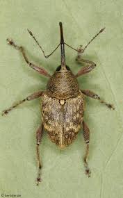 Attēlu rezultāti vaicājumam “Curculio venosus”