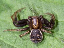 Attēlu rezultāti vaicājumam “Xysticus bifasciatus”