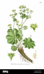 Attēlu rezultāti vaicājumam “Alchemilla subcrenata”