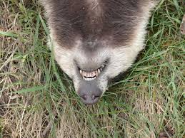 Attēlu rezultāti vaicājumam “Meles meles adult”