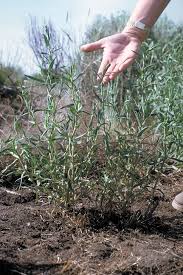 Attēlu rezultāti vaicājumam “Gypsophila fastigiata bud”