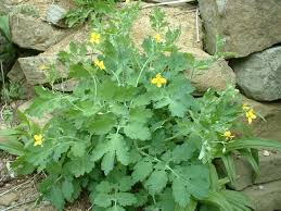 Image result for Chelidonium majus