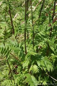 Attēlu rezultāti vaicājumam “Valeriana officinalis leaf”