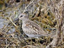 Image result for Calidris minutilla