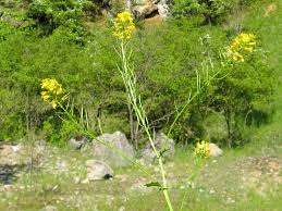 Attēlu rezultāti vaicājumam “Barbarea vulgaris subsp. arcuata fruit”