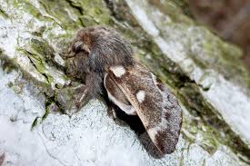 Attēlu rezultāti vaicājumam “Eriogaster lanestris”