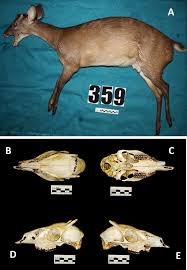Attēlu rezultāti vaicājumam “Diderma roanense macro”