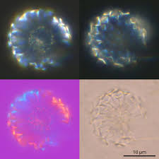 Attēlu rezultāti vaicājumam “Tubifera sp.”