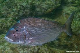 Image result for Calamus bajonado