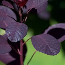 Attēlu rezultāti vaicājumam “Cotinus coggygria leaf”